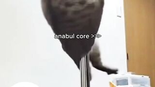 kucing atraksi