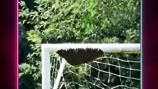 Ketika Para Pria Mengusir Tawon Dengan Bola ???? 2