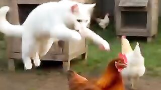 Ayam Panggang