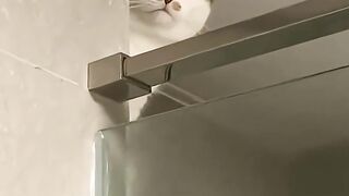 cat in shower