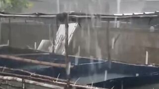 Musim hujan ikan lele kerap bermasalah