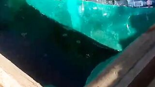 Tanpa alat ini PANEN & SORTIR lele jadi KACAU