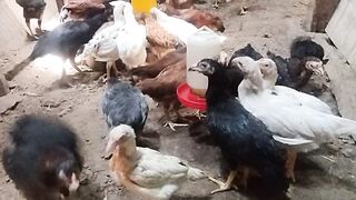weird chiken