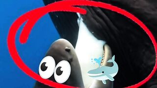One of the OceanOne of the Ocean's Most Amazing Moments's Most Amazing Moments
