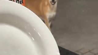 Seorang penjual nasi melihat seekor anjing lapar yang hanya bisa menatap makanan tanpa suara.