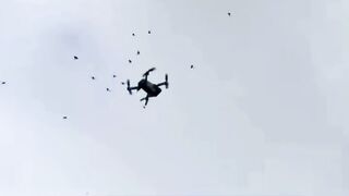 drone vs lebah
