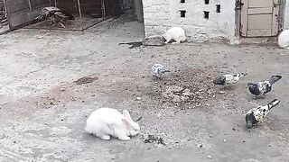 Rabbit and pigeon
