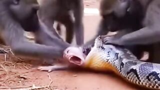 Kasian sekali anak kera nya