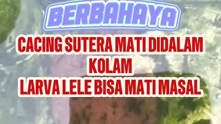 Cacing sutera mati dikolam larva lele Bahaya