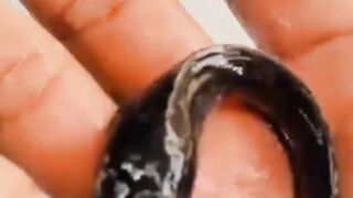 Ternyata masih banyak orang yang gak tau kalau lele itu kanibal