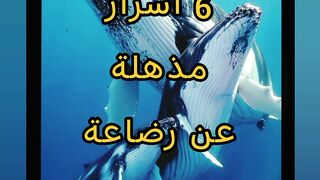 6 أسرار مذهلة عن رضاعة الحيتان! ????????