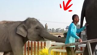 Elephant lifts a human using only 1 trunk!!!