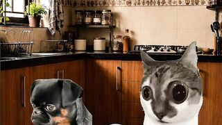 Cat funny video.????