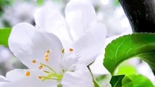 Beautiful nature 313