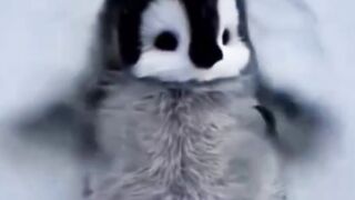 cute little penguin