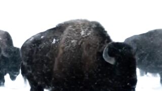 Why Bison Charge Into Blizzards? #wildlife #extreamcold #bison #blizzards