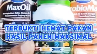 TERBUKTI❗Hemat pakan hasil panen maksimal