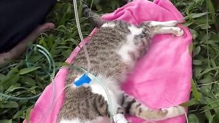 Goodbye, Mom: The Heartbreaking Farewell of Newborn Kittens
