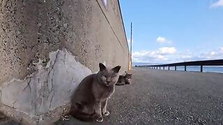 I petted some cats that were sitting by the roadside along the beach.