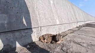 Petting a cat  on the street of Cat Island... it was the most healing moment.