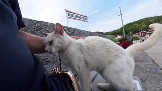 I sat down on a bench at the harbor and a white cat came and sat next to me.