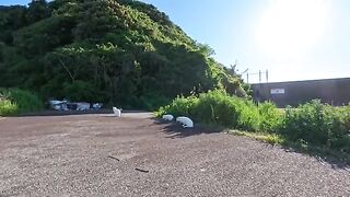 In the white cat area at the back of the parking lot, all the other cats run away,
