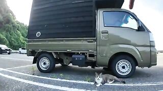 These two friendly cats in the parking lot are adorable.