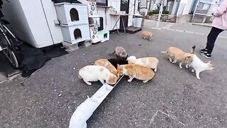The island's port cafe turned out to be a cat restaurant! A relaxing afternoon surrounded by the felines.