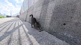 The affectionate cat was tough on her rival cat.