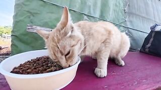 The cats' mealtime at the harbor was just too cute.