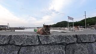 When the ferry arrived for the return trip, I thought the cats had come to see us off, but