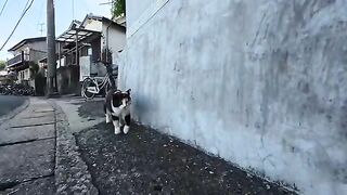 A calico cat walked towards me on the street on Cat Island, and when I petted it, it purred happily. So cute!