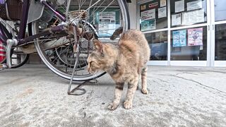 The cat at the island's town hall was so cute, rubbing against my legs like it was in full cuddle mode.