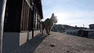Waiting for the ferry at the harbor at dusk... a cat suddenly came to visit and it was so heartwarming.
