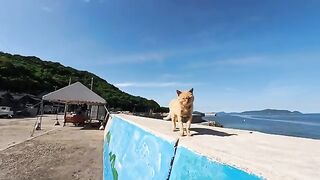 The calico cat that climbed onto the breakwater to get petted was just too cute.