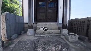 After lunch, the island cats visit the shrine