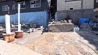 The harbor cats suddenly started moving! When I followed them, I found that a cats' mealtime had begun.