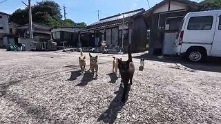 As I was walking down a street near the harbor on the island, cats came running up to me.