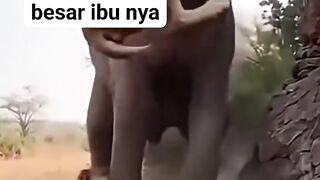 Detik detik gajah ini mengamuk