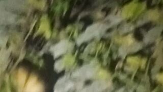 ছাদ বাগান