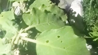 বিভিন্ন রকম সবজির চাষ