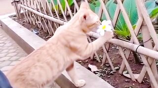 cinta ditolak dukun bertindak???????? - Tigerasia88