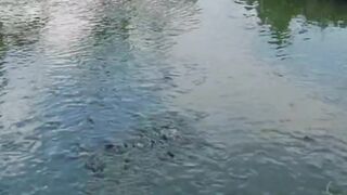 Perbedaan budidaya lele dikolam tanah system jaring & Tanpa jaring