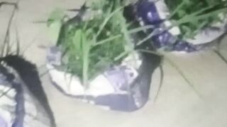 গুরুত্বপূর্ণ উদ্ভিদ