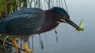 ????????✨ You Won’t Believe How Intelligent This Bird Is! ????????