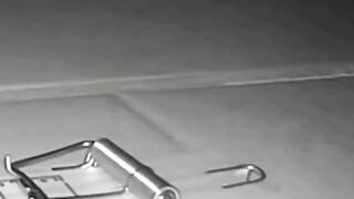 Mouse funny video. Full video watch????