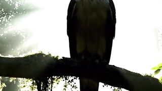 Harpy Eagle Rainforest’s Ultimate Predator