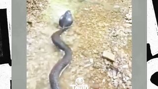 pandai juga ini ikan wkwk