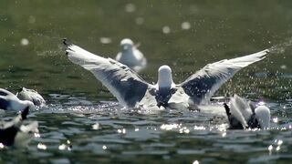 Early Life Of Birds