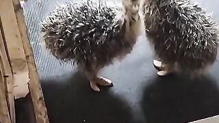 Kids of ostrich